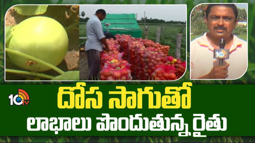 Cucumber Cultivation