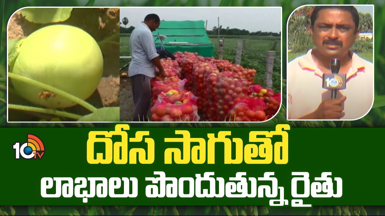 Cucumber Cultivation : తక్కువ పెట్టుబడి.. దోస సాగుతో లాభాలు పొందుతున్న రైతు Cucumber Cultivation : తక్కువ పెట్టుబడి.. దోస సాగుతో లాభాలు పొందుతున్న రైతు