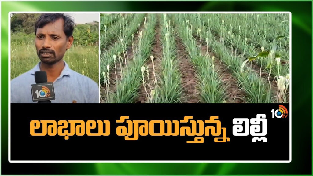 Earn Huge Profits With Lilly Farming Techniques