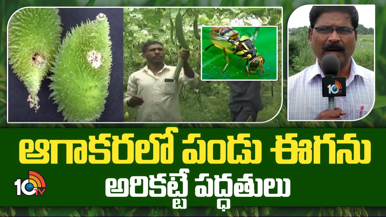 Fruit Fly : ఆగాకరలో పండుఈగ ఉధృతి – సమగ్ర సస్యరక్షణ చర్యలతోనే నివారణ సాధ్యం Fruit Fly : ఆగాకరలో పండుఈగ ఉధృతి – సమగ్ర సస్యరక్షణ చర్యలతోనే నివారణ సాధ్యం