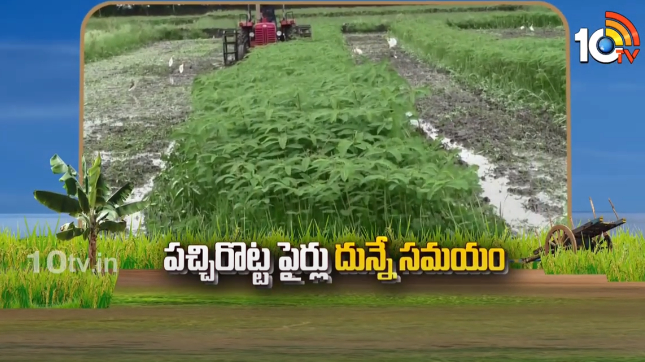 Green Manure : పచ్చిరొట్ట పైర్లు దున్నే సమయం.. ఉత్తరకోస్తాలో ఊపందుకున్న వరినాట్లు Green Manure : పచ్చిరొట్ట పైర్లు దున్నే సమయం.. ఉత్తరకోస్తాలో ఊపందుకున్న వరినాట్లు