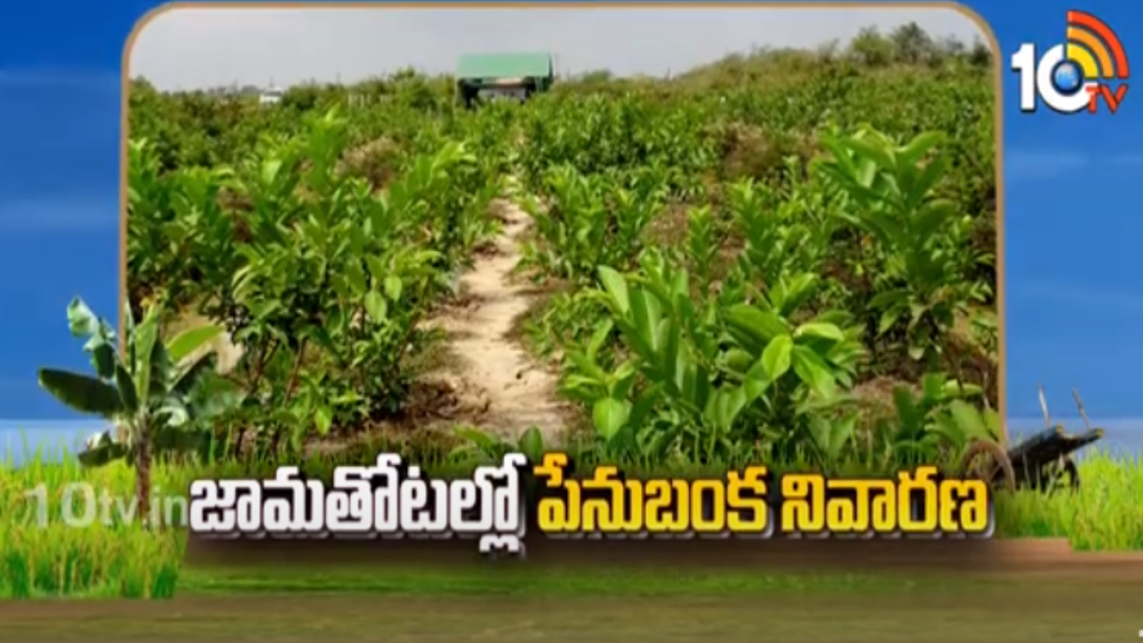 Guava Cultivation : లేతజామ తోటల్లో పేనుబంక ఉధృతి – నివారణకు శాస్త్రవేత్తల సూచనలు Guava Cultivation : లేతజామ తోటల్లో పేనుబంక ఉధృతి – నివారణకు శాస్త్రవేత్తల సూచనలు