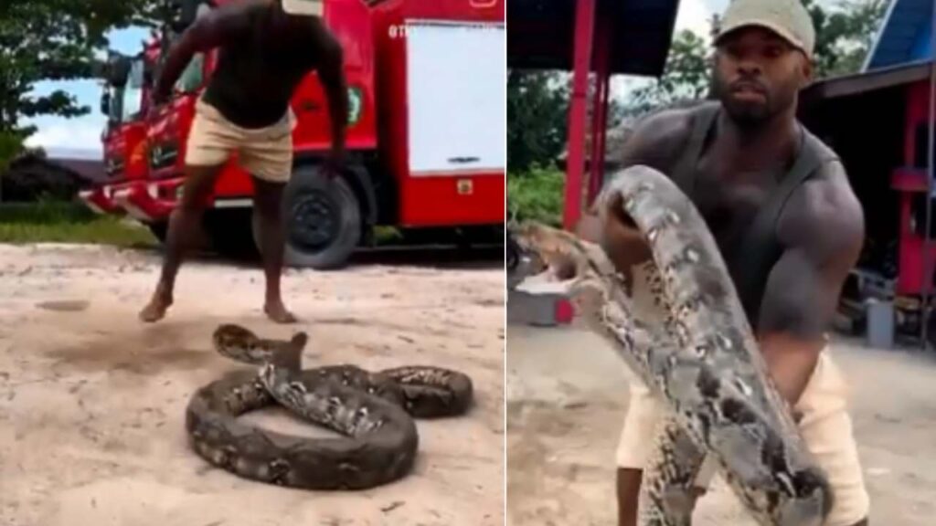He caught Big snake