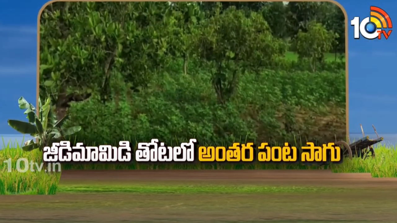 Cashew Plantation : జీడితోటలో అంతర పంట పత్తిసాగు – అదనపు ఆదాయం పొందుతున్న రైతు Cashew Plantation : జీడితోటలో అంతర పంట పత్తిసాగు – అదనపు ఆదాయం పొందుతున్న రైతు