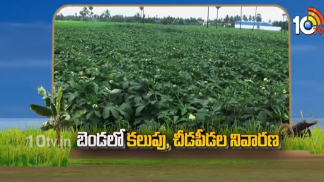 Lady Finger Cultivation : బెండలో కలుపు, చీడపీడల నివారణ Lady Finger Cultivation : బెండలో కలుపు, చీడపీడల నివారణ