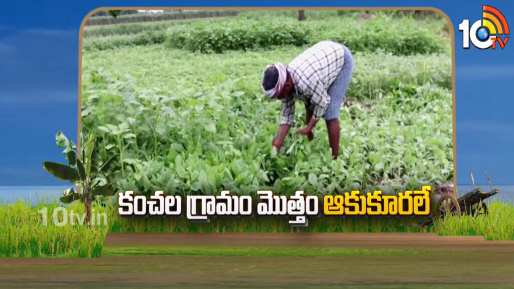 Leafy Vegetable in Kanchala Village