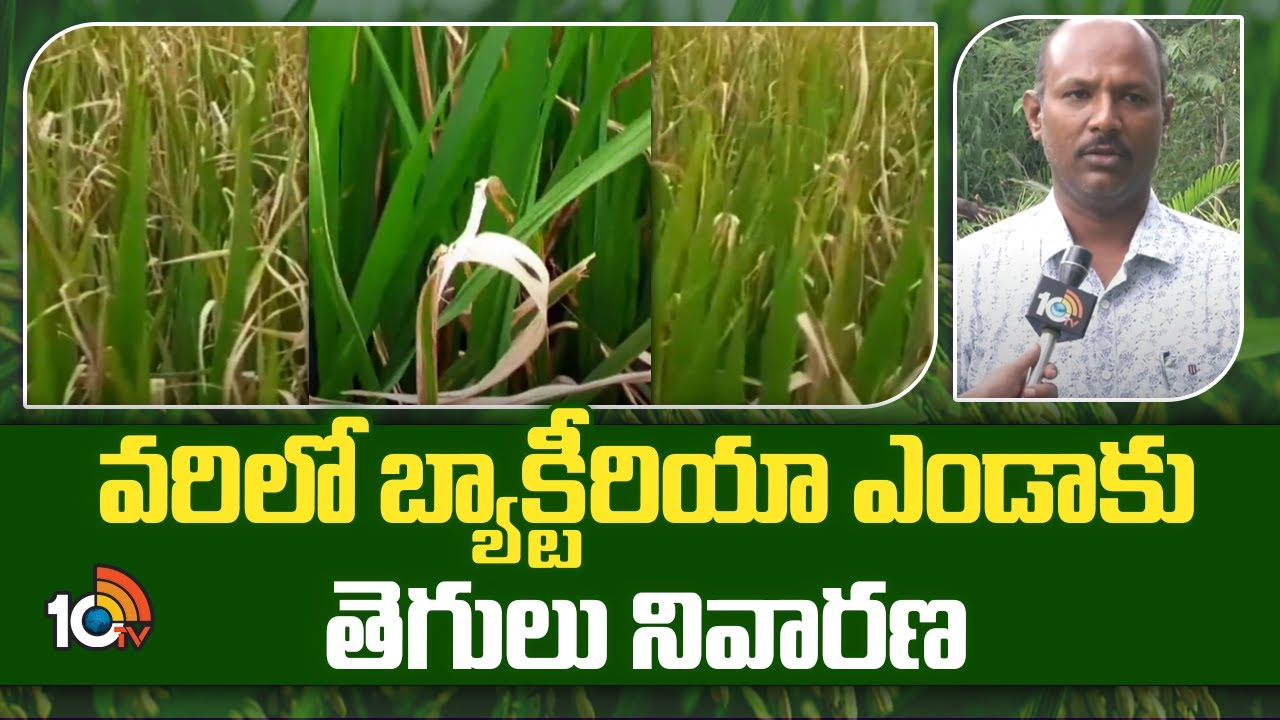 Paddy Cultivation : వరిలో బ్యాక్టీరియా ఎండాకు తెగులు నివారణ Paddy Cultivation : వరిలో బ్యాక్టీరియా ఎండాకు తెగులు నివారణ