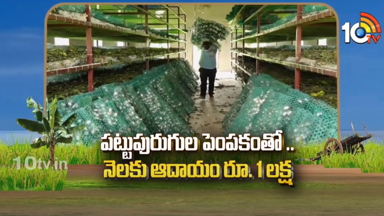 Silkworm Cultivation : రెండెకరాల్లో పట్టుపురుగుల పెంపకం – నెలకు రూ. లక్ష నికర ఆదాయం పొందుతున్న రైతు Silkworm Cultivation : రెండెకరాల్లో పట్టుపురుగుల పెంపకం – నెలకు రూ. లక్ష నికర ఆదాయం పొందుతున్న రైతు