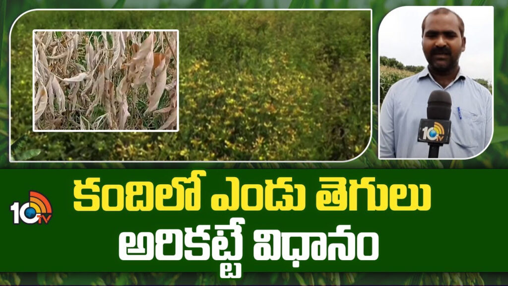 Pest Control Techniques In Kandi Cultivation