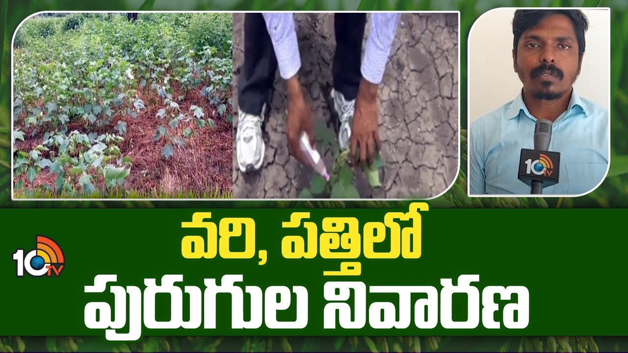 Rice-Cotton Crop : వరి, పత్తిలో పురుగుల నివారణ Rice-Cotton Crop : వరి, పత్తిలో పురుగుల నివారణ