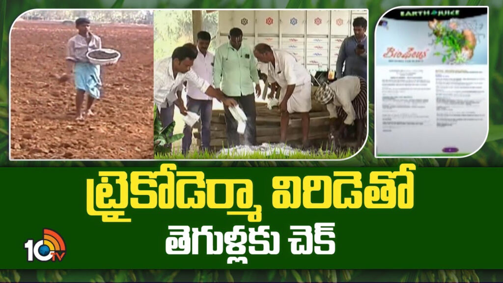 Pest Control with Trichoderma