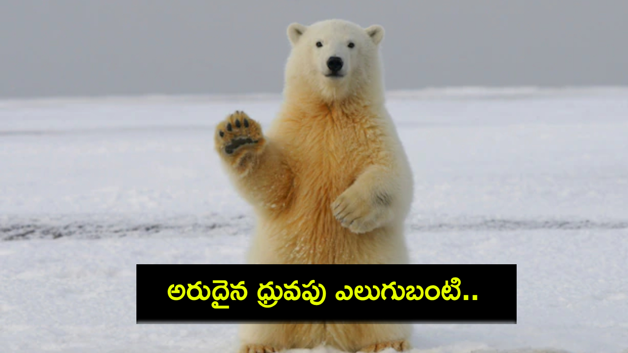 Polar Bear Iceland : 8ఏళ్ల తర్వాత ఫస్ట్ టైం కనిపించిన ధ్రువపు ఎలుగుబంటి.. కాల్చిచంపిన పోలీసులు! Polar Bear Iceland : 8ఏళ్ల తర్వాత ఫస్ట్ టైం కనిపించిన ధ్రువపు ఎలుగుబంటి.. కాల్చిచంపిన పోలీసులు!