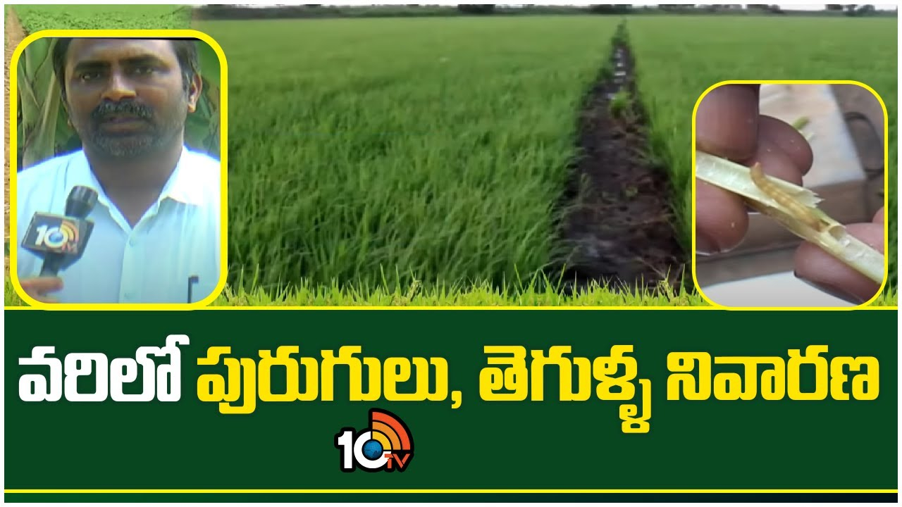 Paddy Crop Cultivation : వరిలో పెరిగిన పురుగులు, తెగుళ్ల ఉధృతి – నివారణకు శాస్త్రవేత్తల సూచనలు Paddy Crop Cultivation : వరిలో పెరిగిన పురుగులు, తెగుళ్ల ఉధృతి – నివారణకు శాస్త్రవేత్తల సూచనలు