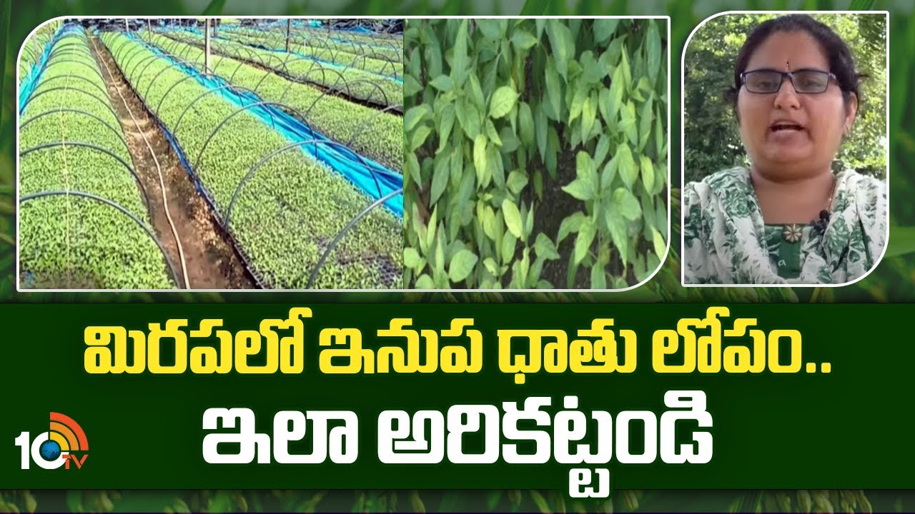 Chilli Crop : మిరపనారుమడుల్లో ఇనుప ధాతు లోపం.. నివారణకు శాస్త్రవేత్తల సూచనలు Chilli Crop : మిరపనారుమడుల్లో ఇనుప ధాతు లోపం.. నివారణకు శాస్త్రవేత్తల సూచనలు