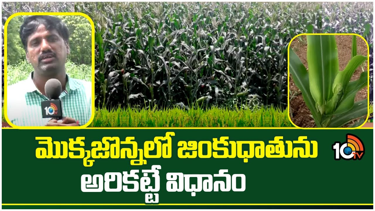 Maize Crop : మొక్కజొన్నలో జింకుధాతును అరికట్టే విధానం Maize Crop : మొక్కజొన్నలో జింకుధాతును అరికట్టే విధానం