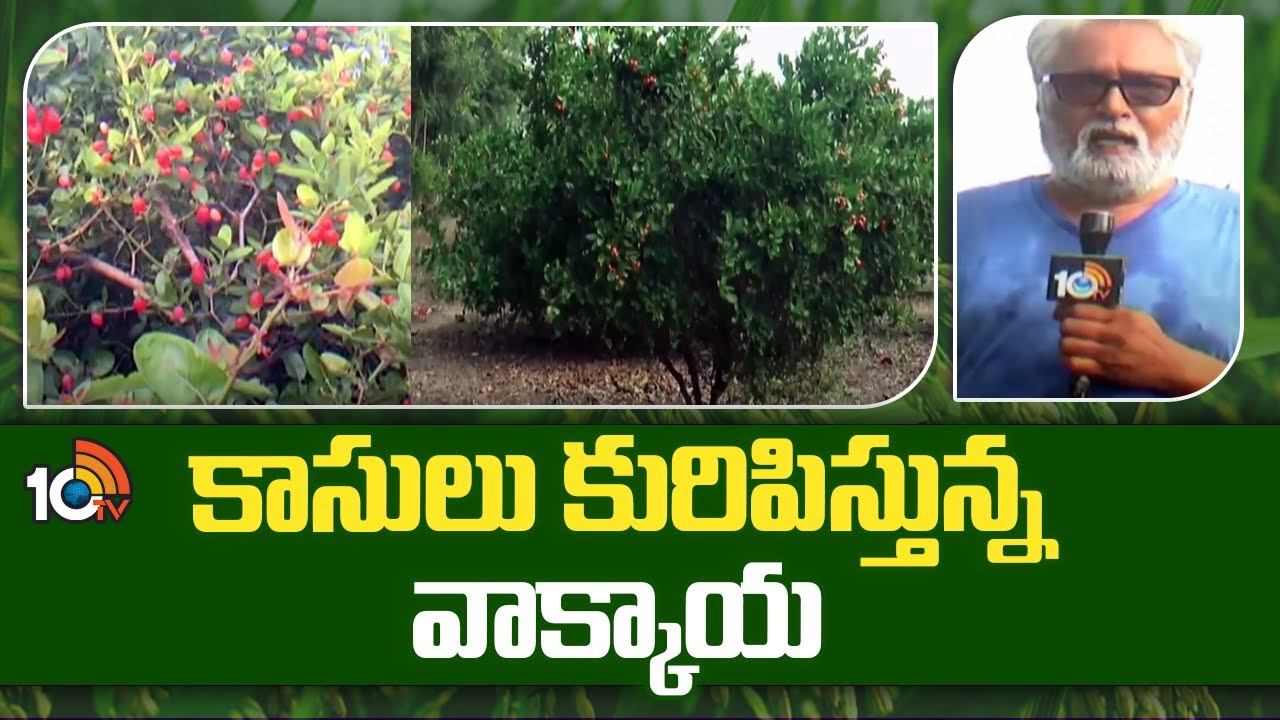 Karonda Cultivation : ఒక్కసారి నాటితే ఏళ్ల తరబడి దిగుబడి – పెట్టుబడి లేని కరొండ సాగుతో సత్ఫలితాలు Karonda Cultivation : ఒక్కసారి నాటితే ఏళ్ల తరబడి దిగుబడి – పెట్టుబడి లేని కరొండ సాగుతో సత్ఫలితాలు