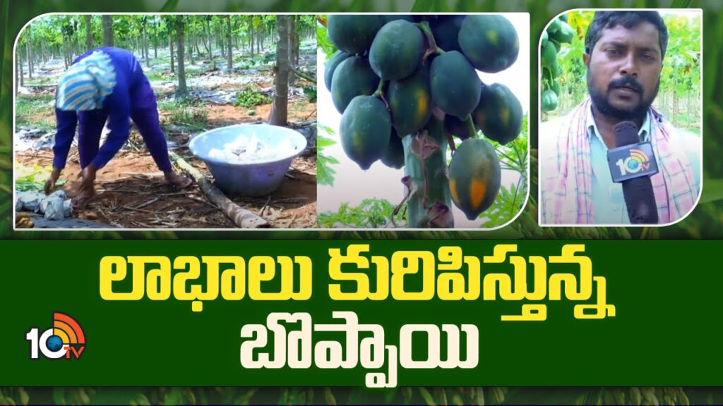 Profits in Papaya Cultivation