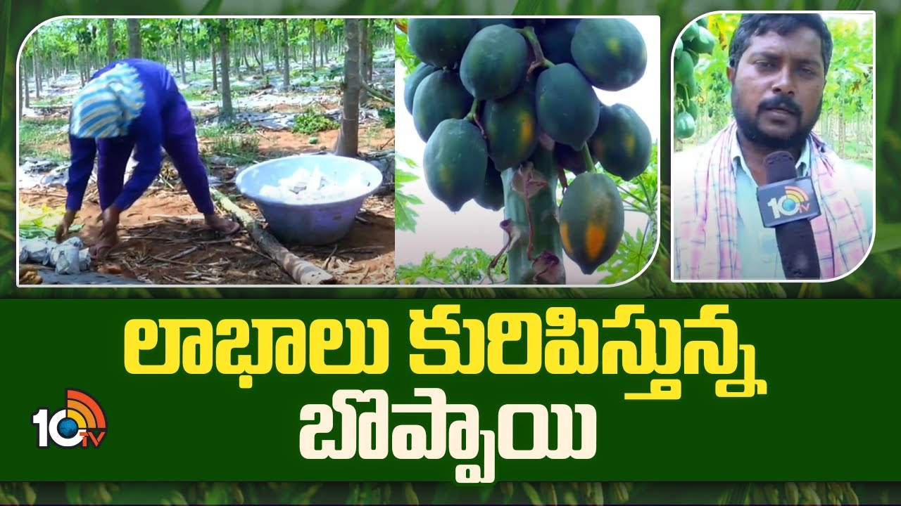 Papaya Cultivation : లాభాలు కురిపిస్తున్న బొప్పాయి Papaya Cultivation : లాభాలు కురిపిస్తున్న బొప్పాయి