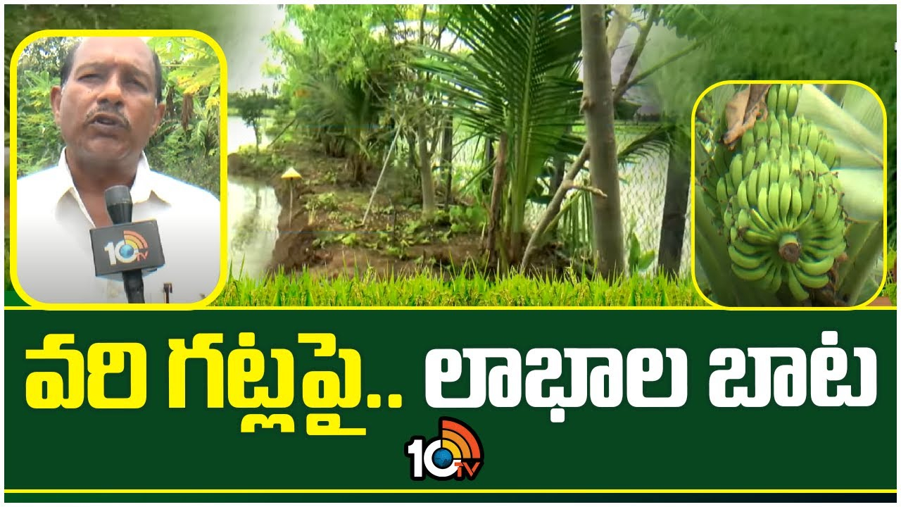 Paddy Crop Cultivation : వరి గట్లపై.. లాభాల బాట Paddy Crop Cultivation : వరి గట్లపై.. లాభాల బాట