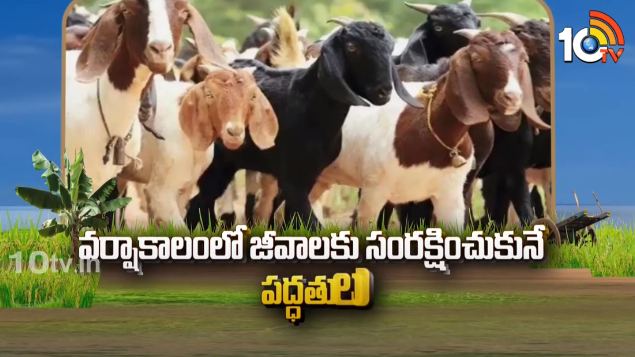 Diseases On Animals : వర్షాకాలంలో జీవాలకు ఆశించే వ్యాధులు – నివారణ ఆచరించాల్సిన పద్ధతులు Diseases On Animals : వర్షాకాలంలో జీవాలకు ఆశించే వ్యాధులు – నివారణ ఆచరించాల్సిన పద్ధతులు