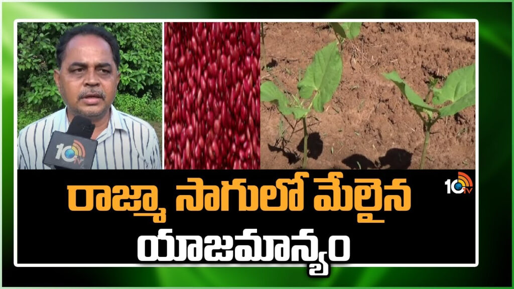 Rajma Farming