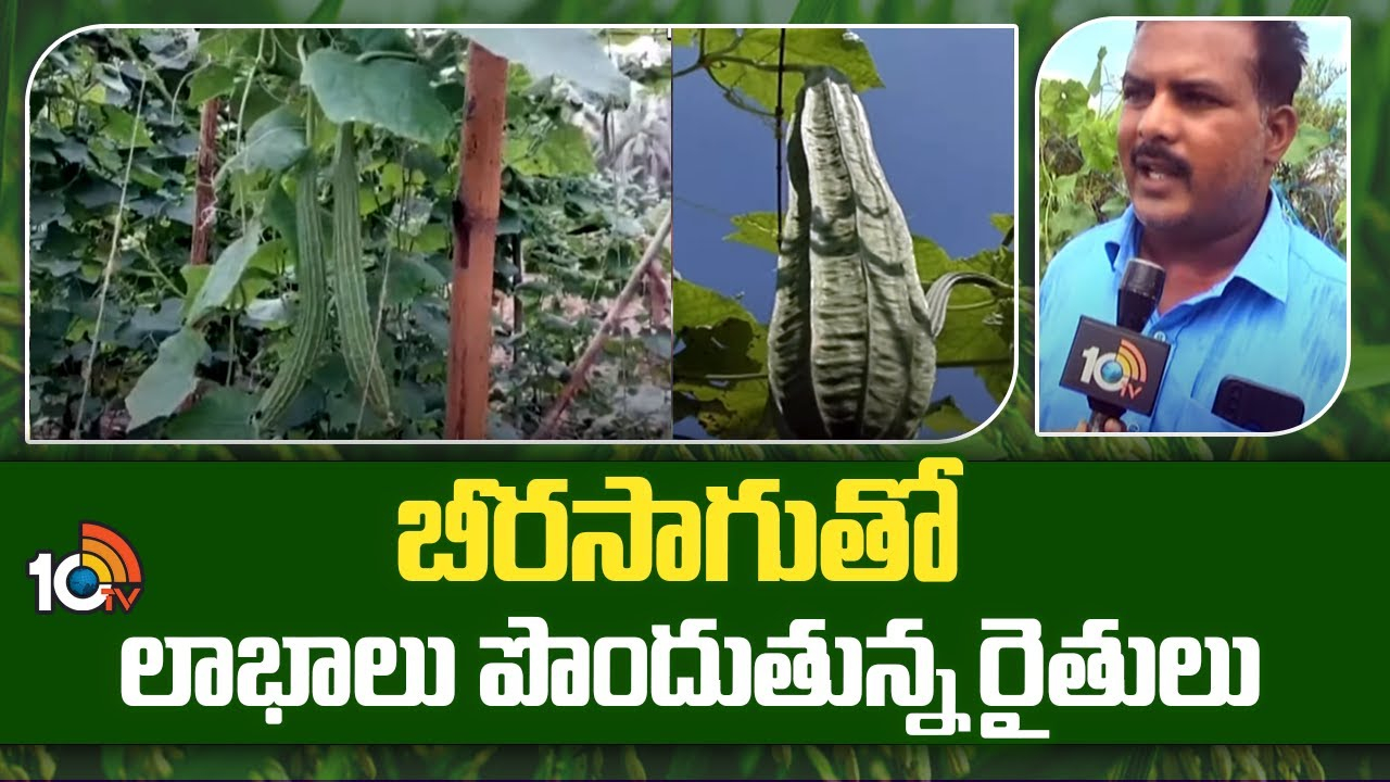 Ridge Gourd Cultivation : బీరసాగుతో లాభాలు పొందుతున్న రైతులు Ridge Gourd Cultivation : బీరసాగుతో లాభాలు పొందుతున్న రైతులు
