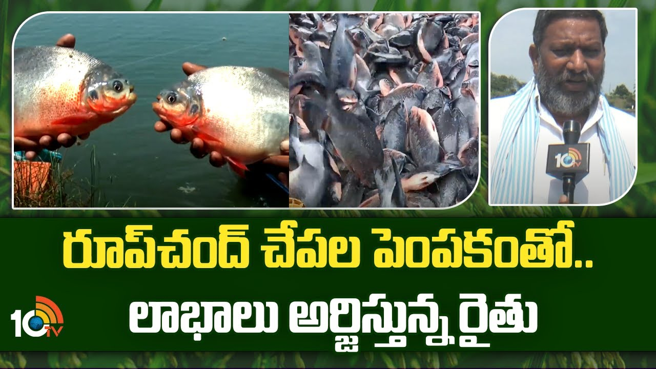 Roopchand Fish Farming : రూప్చంద్ చేపల పెంపకంతో.. లాభాలు అర్జిస్తున్న రైతు Roopchand Fish Farming : రూప్చంద్ చేపల పెంపకంతో.. లాభాలు అర్జిస్తున్న రైతు