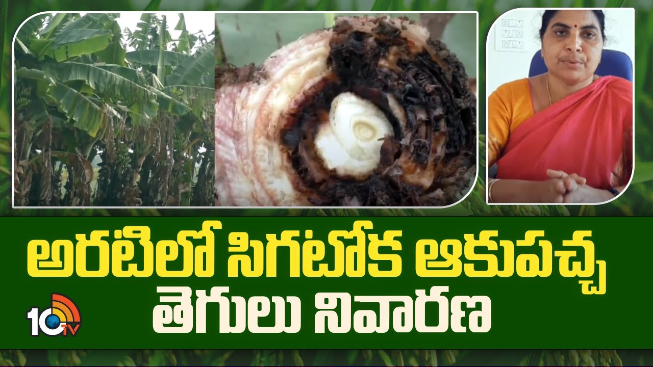 Sigatoka Disease : అరటిని నష్టపరుస్తున్న సిగటోకా, పనామా తెగుళ్లు – నివారణకు శాస్రవేత్తల సూచనలు Sigatoka Disease : అరటిని నష్టపరుస్తున్న సిగటోకా, పనామా తెగుళ్లు – నివారణకు శాస్రవేత్తల సూచనలు