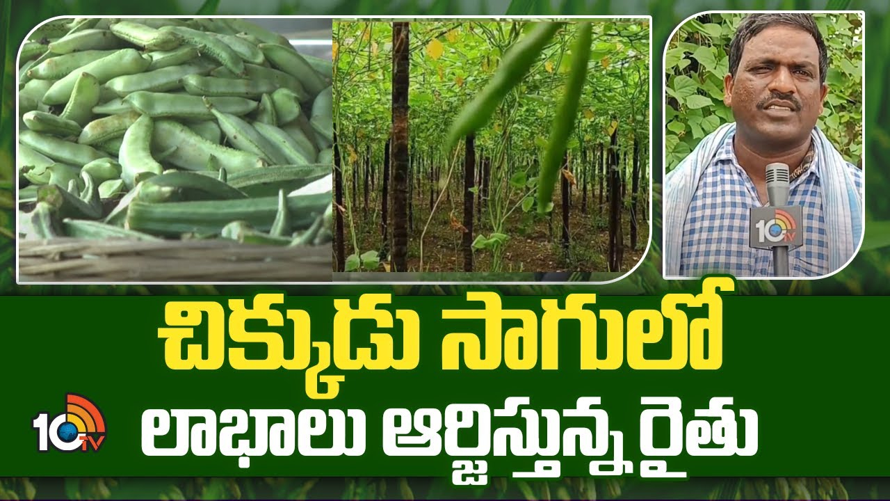 Beans Farming : చిక్కుడు సాగులో లాభాలు ఆర్జిస్తున్న రైతు Beans Farming : చిక్కుడు సాగులో లాభాలు ఆర్జిస్తున్న రైతు