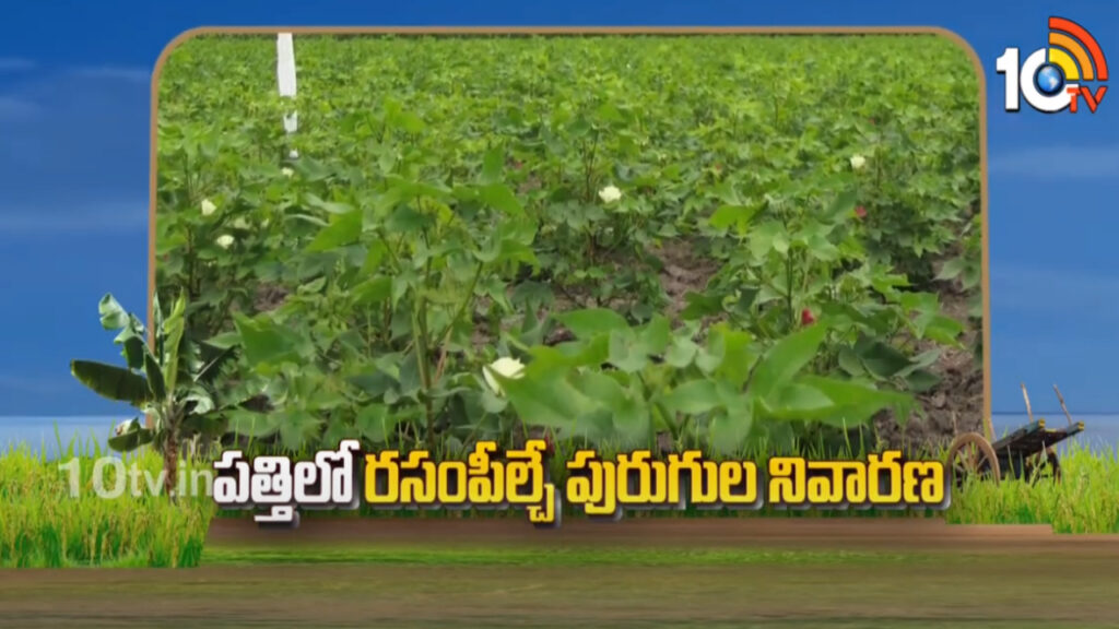 Sucking Pest Management in Cotton Crop