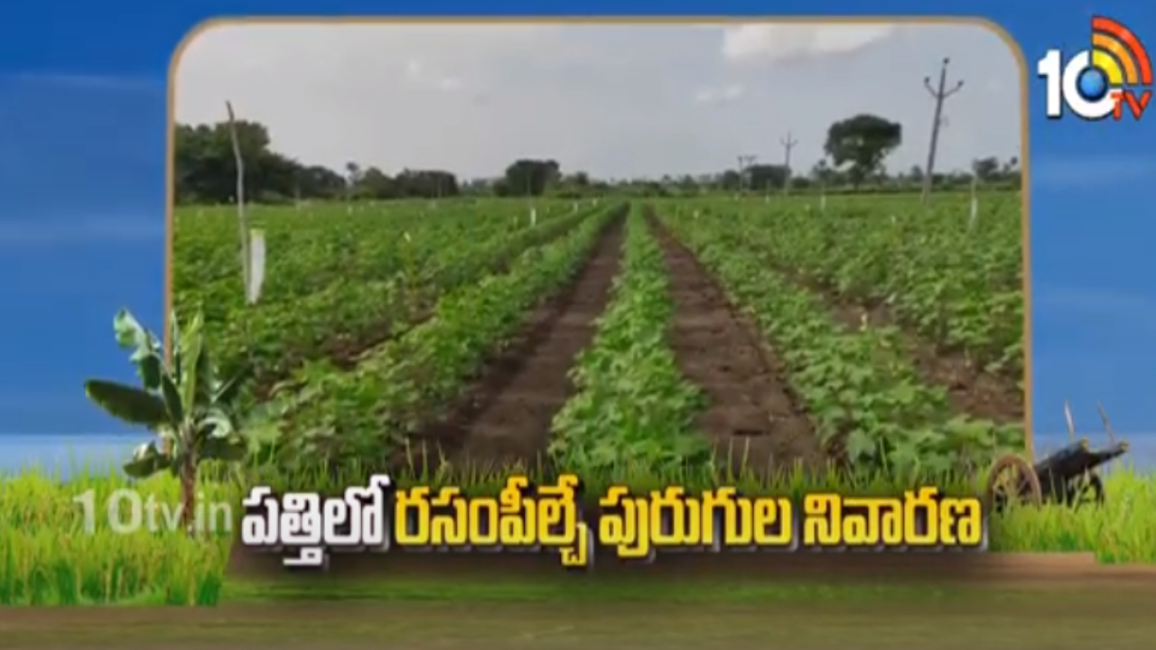 Cotton Crop : పత్తిలో రసంపీల్చే పురుగుల నివారణ Cotton Crop : పత్తిలో రసంపీల్చే పురుగుల నివారణ