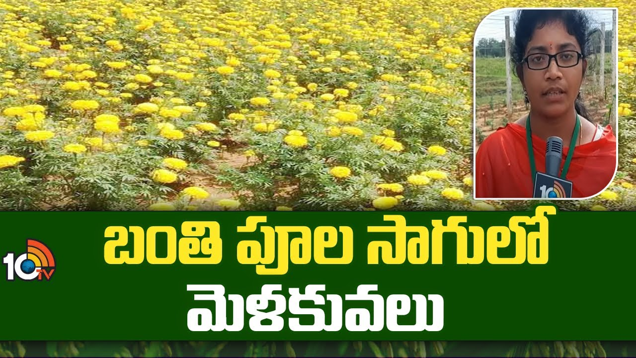 Marigold Flower Farming : బంతిపూల సాగులో మేలైన యాజమాన్యం – లాభాల పంట అంటున్న శాస్త్రవేత్తలు Marigold Flower Farming : బంతిపూల సాగులో మేలైన యాజమాన్యం – లాభాల పంట అంటున్న శాస్త్రవేత్తలు