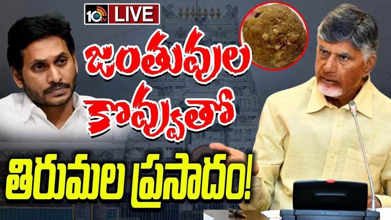 జంతువుల కొవ్వుతో..! తిరుమల లడ్డూ ప్రసాదంపై సీఎం చంద్రబాబు సంచలన వ్యాఖ్యలు జంతువుల కొవ్వుతో..! తిరుమల లడ్డూ ప్రసాదంపై సీఎం చంద్రబాబు సంచలన వ్యాఖ్యలు