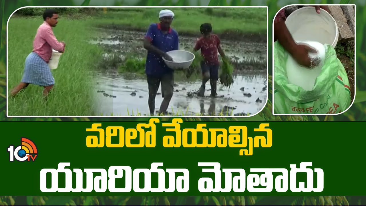 Paddy Crop : వరి పొలాల్లో అధికంగా యూరియా వాడుతున్న రైతులు – అవసరం మేరకే వాడాలంటున్న శాస్త్రవేత్తలు Paddy Crop : వరి పొలాల్లో అధికంగా యూరియా వాడుతున్న రైతులు – అవసరం మేరకే వాడాలంటున్న శాస్త్రవేత్తలు