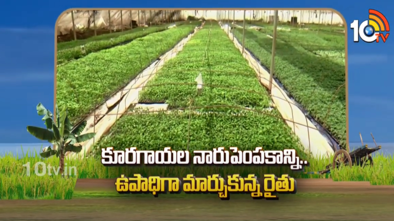 Vegetable Nursery : కూరగాయల నారుపెంపకాన్ని ఉపాధిగా మార్చుకున్న రైతు Vegetable Nursery : కూరగాయల నారుపెంపకాన్ని ఉపాధిగా మార్చుకున్న రైతు