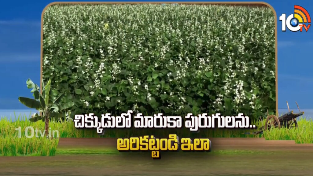 Worm Prevention in Bean Cultivation in Telugu