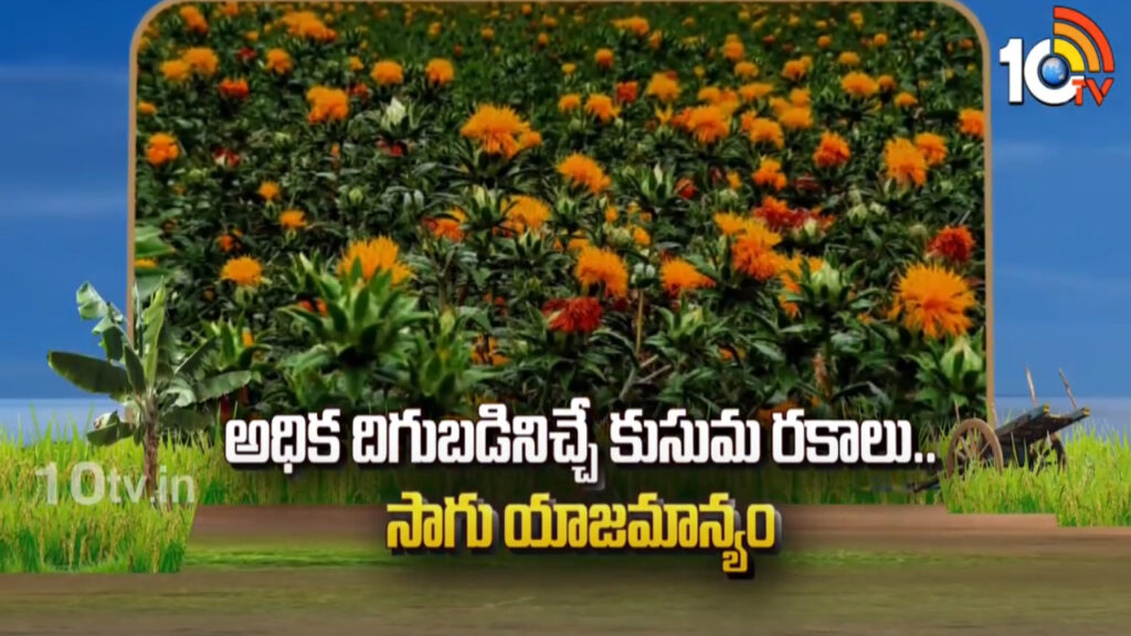 high yielding varieties of safflower farming techniques