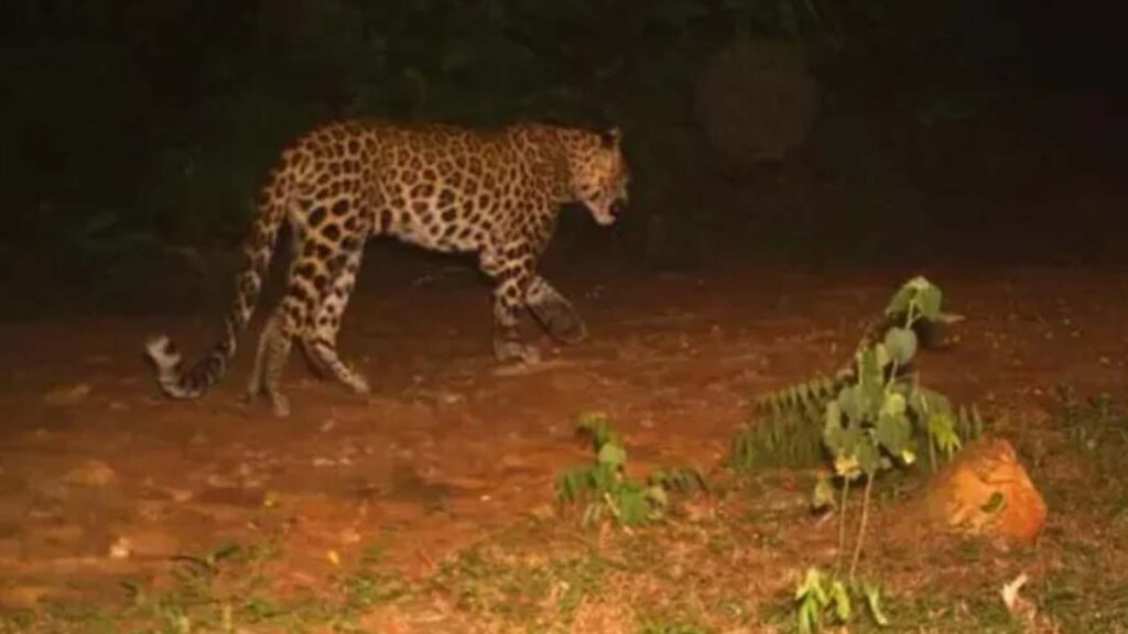 leopard In Tirumala