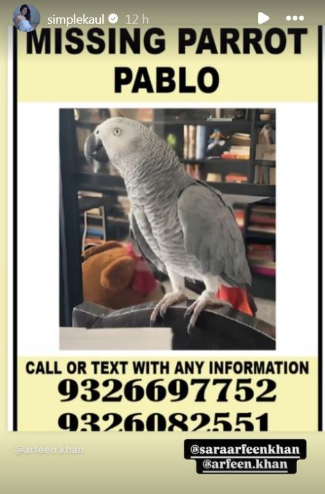 African Grey Parrot Missing From Bollywood Actress Sara Arfeen Khan