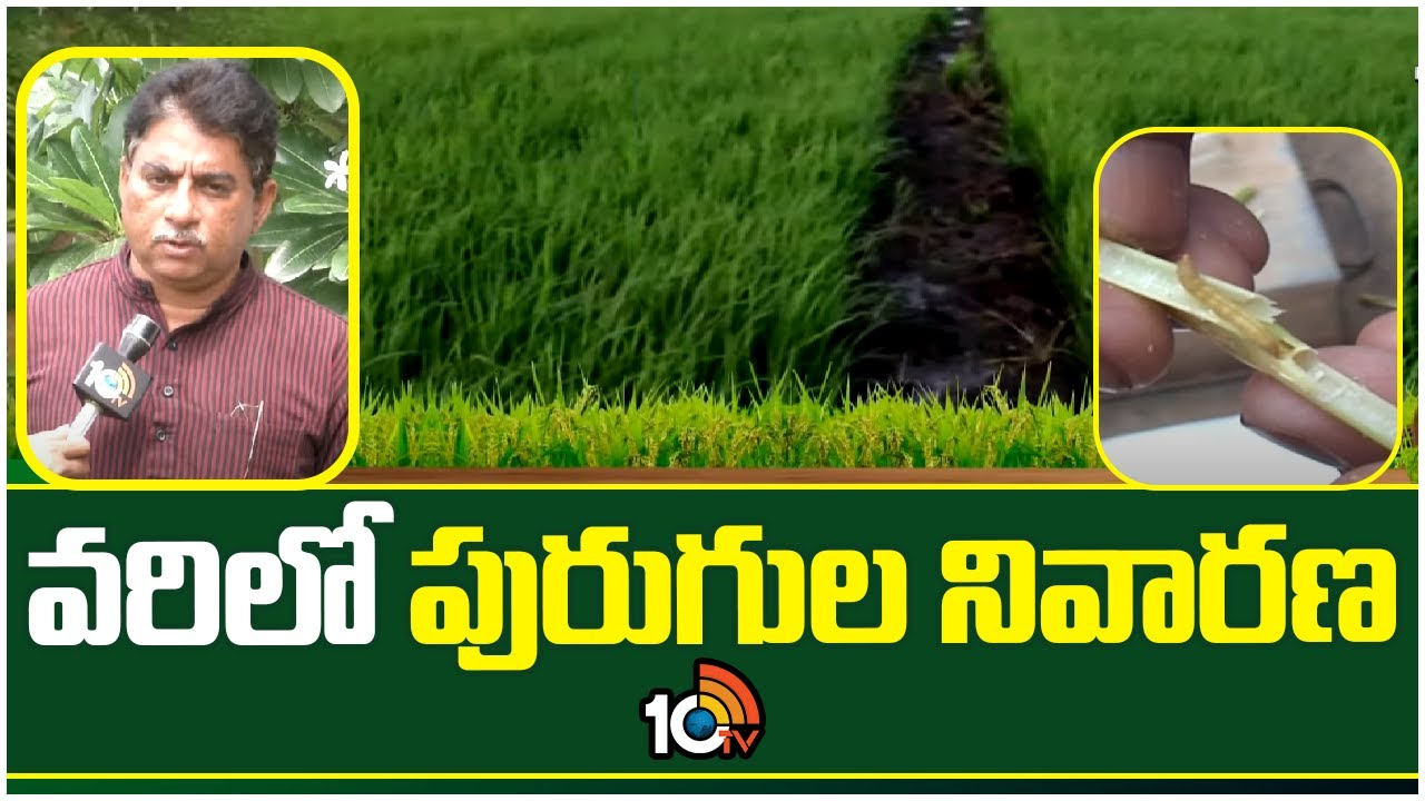 Paddy Farming : వరిలో పురుగుల నివారణ.. Paddy Farming : వరిలో పురుగుల నివారణ..