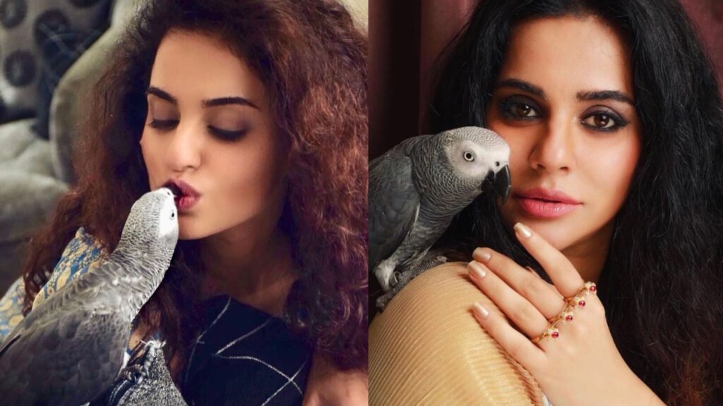 African Grey Parrot Missing From Bollywood Actress Sara Arfeen Khan