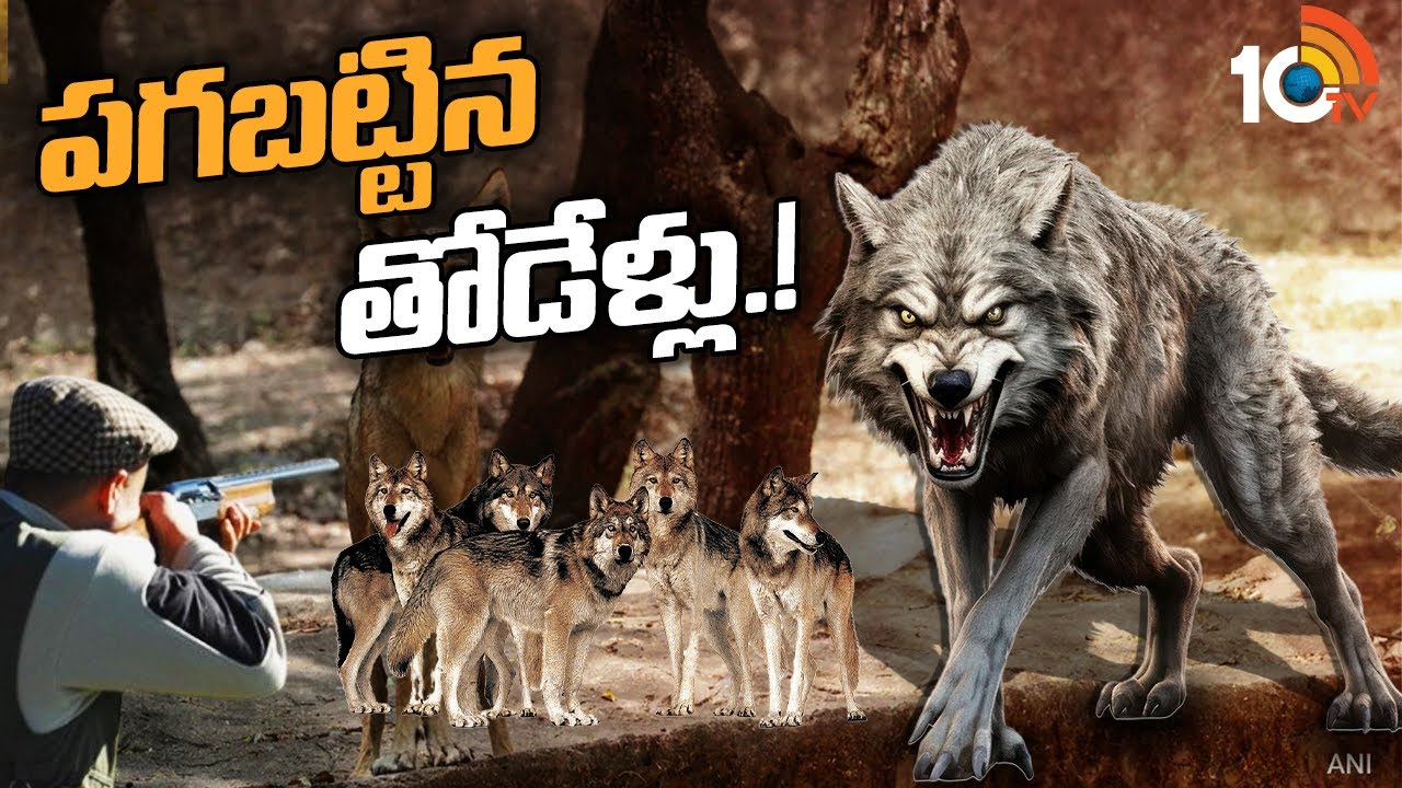 యూపీ ప్రజలపై పగబట్టిన తోడేళ్లు, నక్కలు.. కనిపిస్తే కాల్చివేత ఆదేశాలు.. షార్ప్ షూటర్ల వేట! యూపీ ప్రజలపై పగబట్టిన తోడేళ్లు, నక్కలు.. కనిపిస్తే కాల్చివేత ఆదేశాలు.. షార్ప్ షూటర్ల వేట!