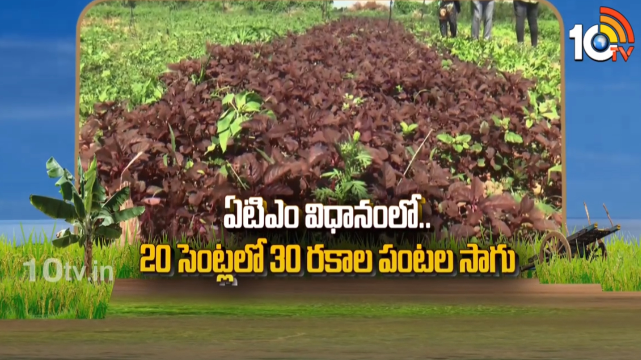 ATM Cultivation : ఏటీఎం విధానంలో.. 20 సెంట్లలో 30 రకాల పంటల సాగు ATM Cultivation : ఏటీఎం విధానంలో.. 20 సెంట్లలో 30 రకాల పంటల సాగు