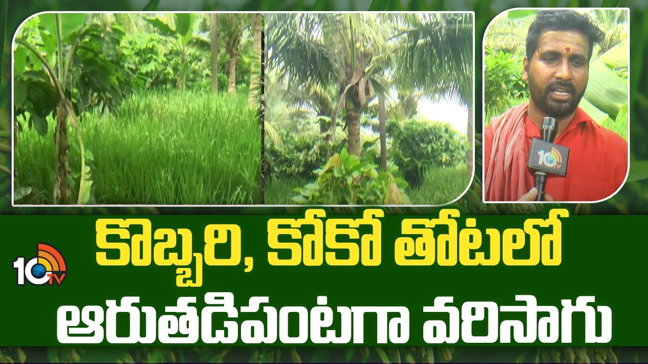 Coconut Cocoa Plantation : కొబ్బరి, కోకో తోటలో ఆరుతడిపంటగా వరిసాగు Coconut Cocoa Plantation : కొబ్బరి, కోకో తోటలో ఆరుతడిపంటగా వరిసాగు