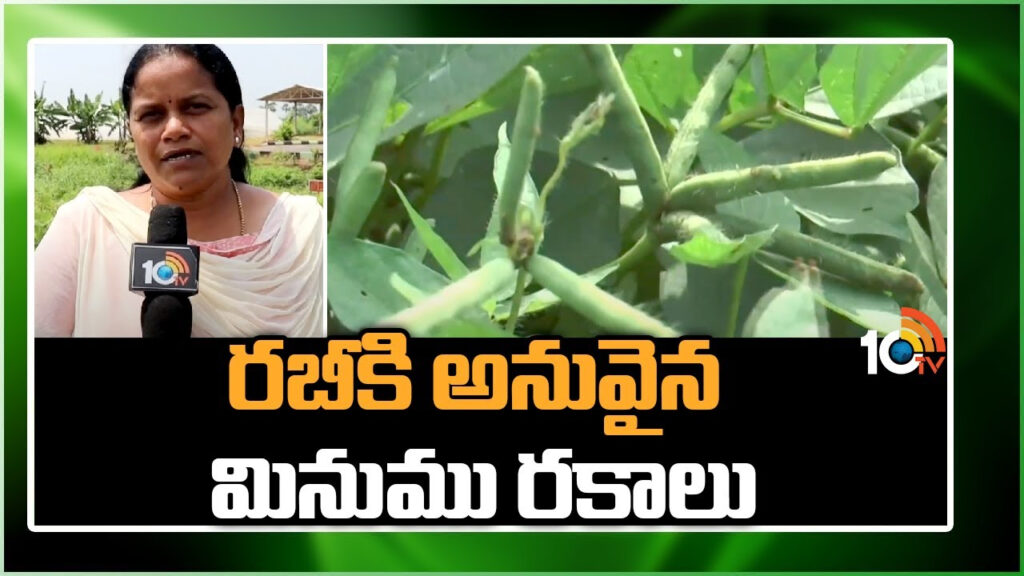 Black Gram Cultivation Techniques in Telugu
