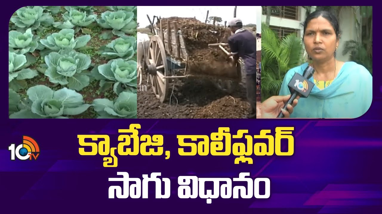 Cabbage Cultivation : క్యాబేజి, కాలీప్లవర్ సాగుకు అనువైన సమయం.. అధిక దిగుబడులకు మేలైన యాజమాన్యం Cabbage Cultivation : క్యాబేజి, కాలీప్లవర్ సాగుకు అనువైన సమయం.. అధిక దిగుబడులకు మేలైన యాజమాన్యం