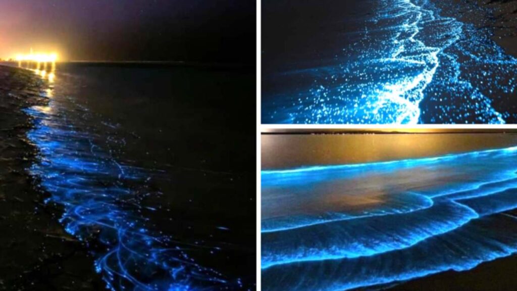 Chennai beach’s stunning blue glow