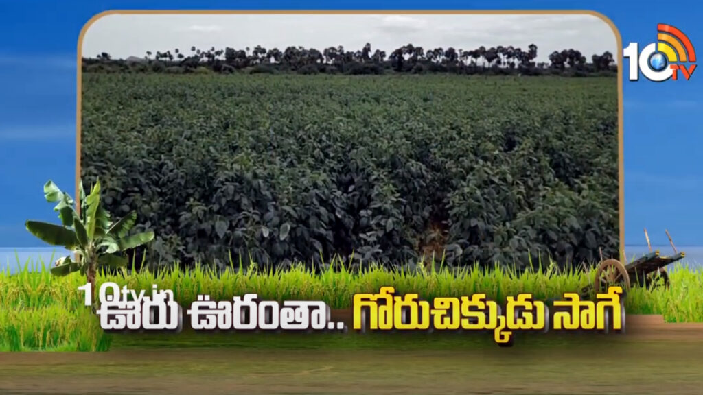 Cluster Beans Cultivation