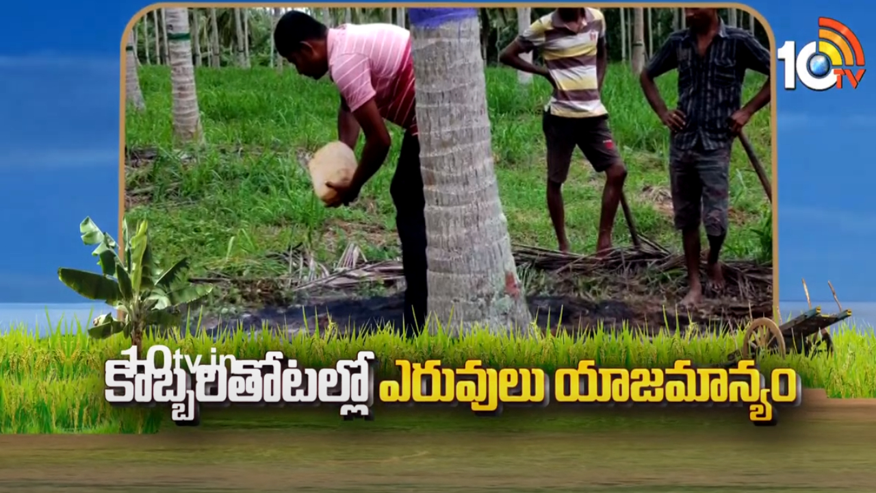 Coconut Cultivation : కొబ్బరి తోటల్లో చేపట్టాల్సిన ఎరువుల యాజమాన్యం.. Coconut Cultivation : కొబ్బరి తోటల్లో చేపట్టాల్సిన ఎరువుల యాజమాన్యం..