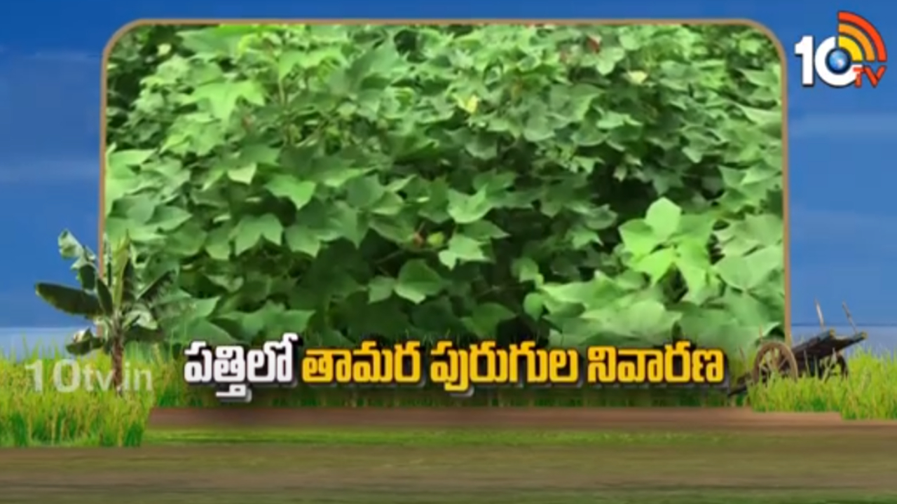 Cotton Bollworms : తామర పురుగుల కారణంగా తలమాడు తెగులు Cotton Bollworms : తామర పురుగుల కారణంగా తలమాడు తెగులు